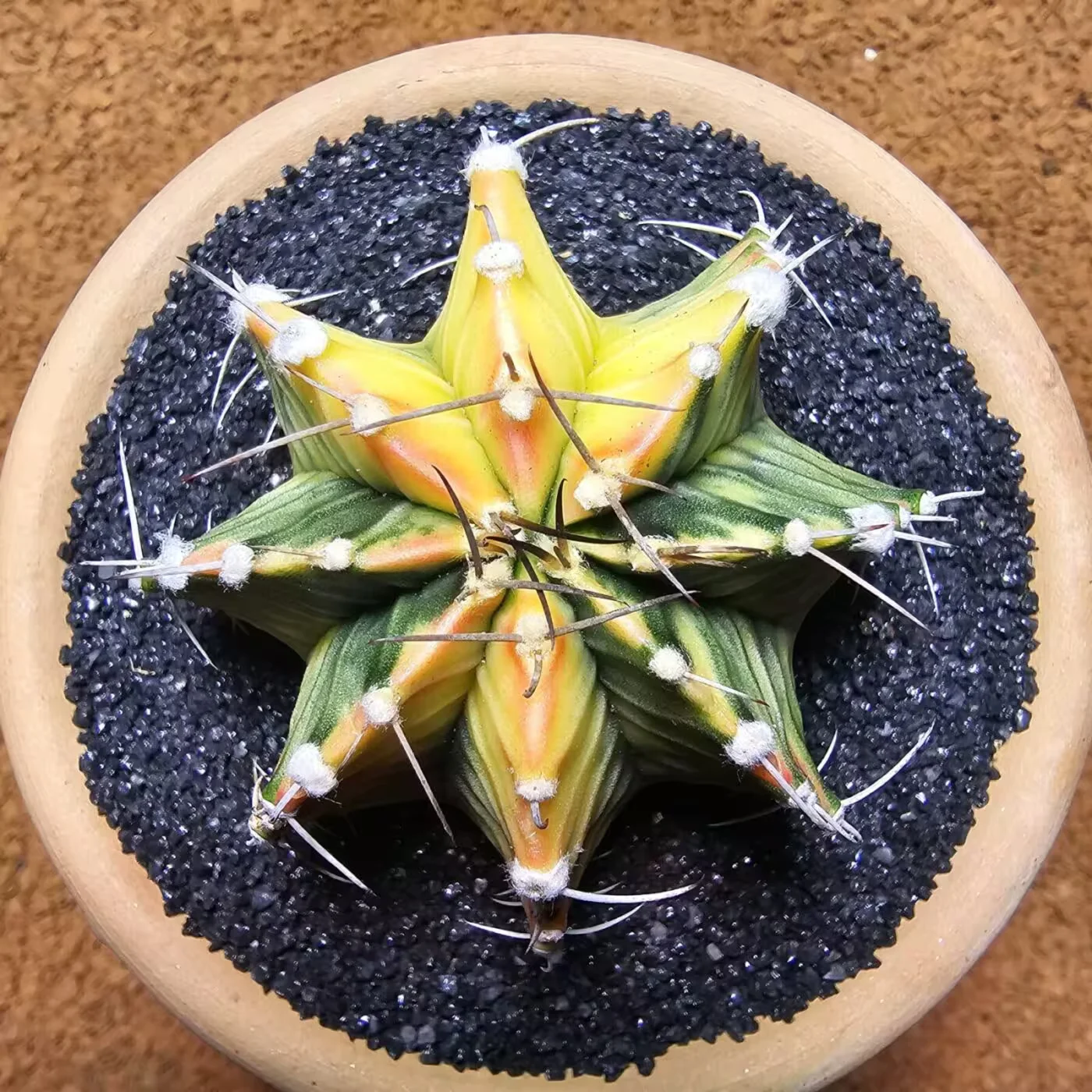 Next Product Image