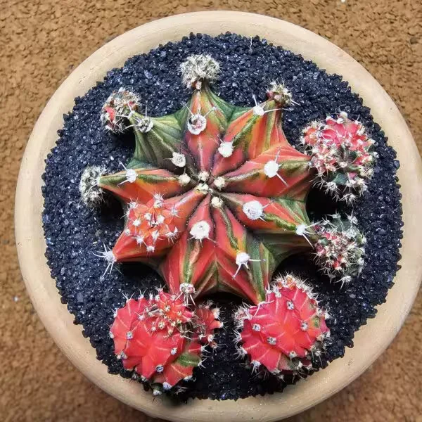 Gymnocalycium 5,5 cm Özel Tür Kaktüs