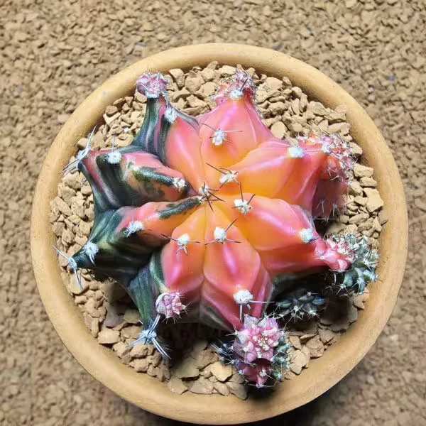 Gymnocalycium 5,5 cm Özel Tür Kaktüs