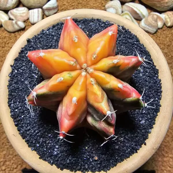 Gymnocalycium 6,5 cm Özel Tür Kaktüs