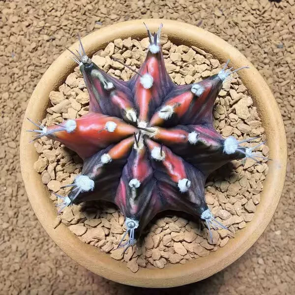 Gymnocalycium 6 cm Özel Tür Kaktüs