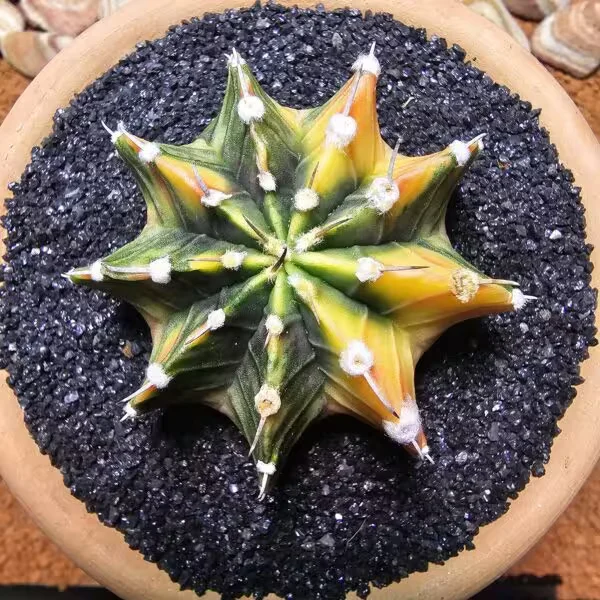 Gymnocalycium 6,5 cm Özel Tür Kaktüs