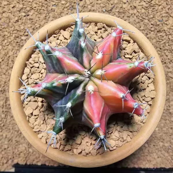 Gymnocalycium 6,5 cm Özel Tür Kaktüs