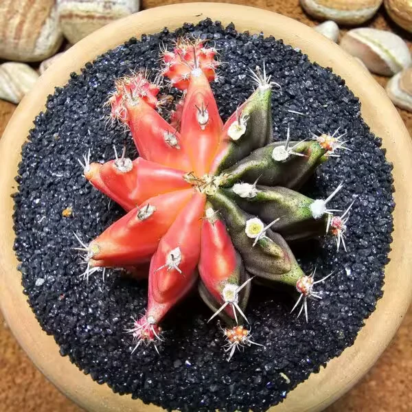 Gymnocalycium 5,5 cm Özel Tür Kaktüs