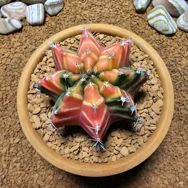 Gymnocalycium 6 cm Özel Tür Kaktüs