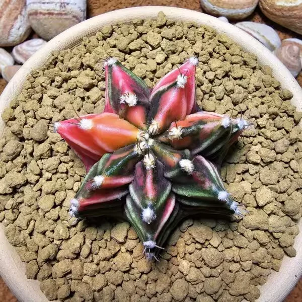 Gymnocalycium 6 cm Özel Tür Kaktüs