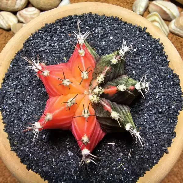 Gymnocalycium 5,5 cm Özel Tür Kaktüs