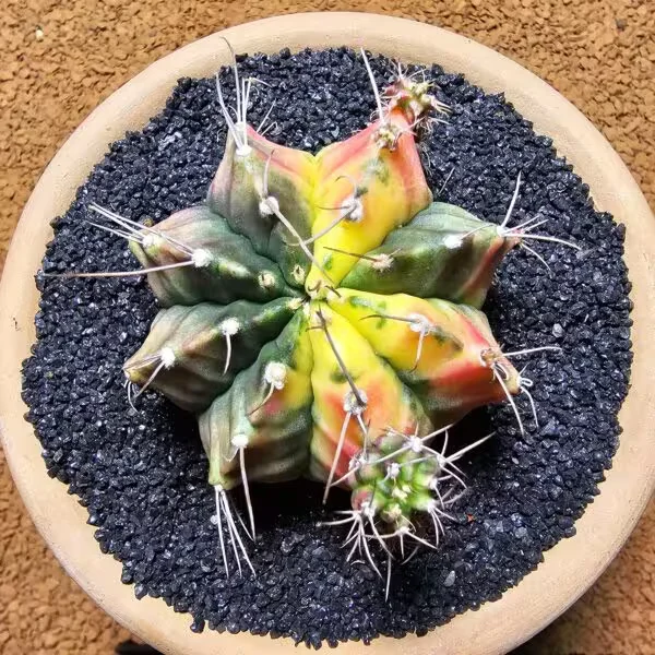 Gymnocalycium 6 cm Özel Tür Kaktüs