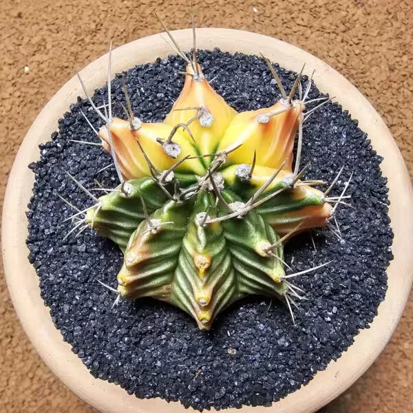Gymnocalycium 6 cm Özel Tür Kaktüs