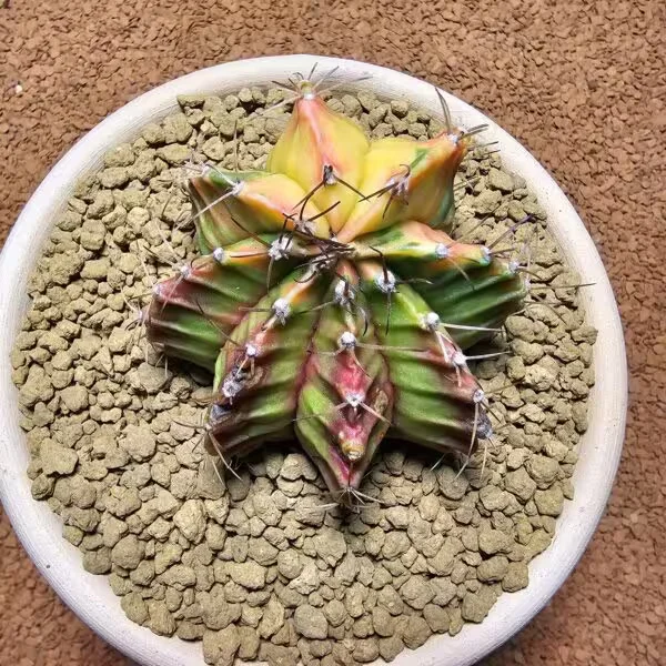 Gymnocalycium 7 cm Özel Tür Kaktüs