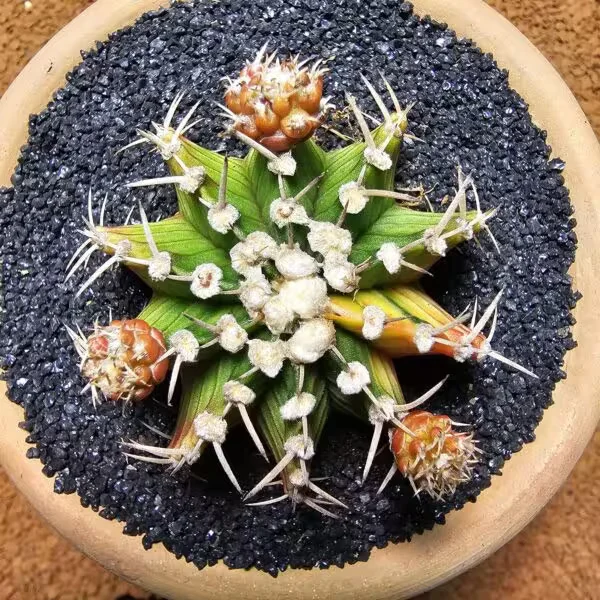 Gymnocalycium 6 cm Özel Tür Kaktüs