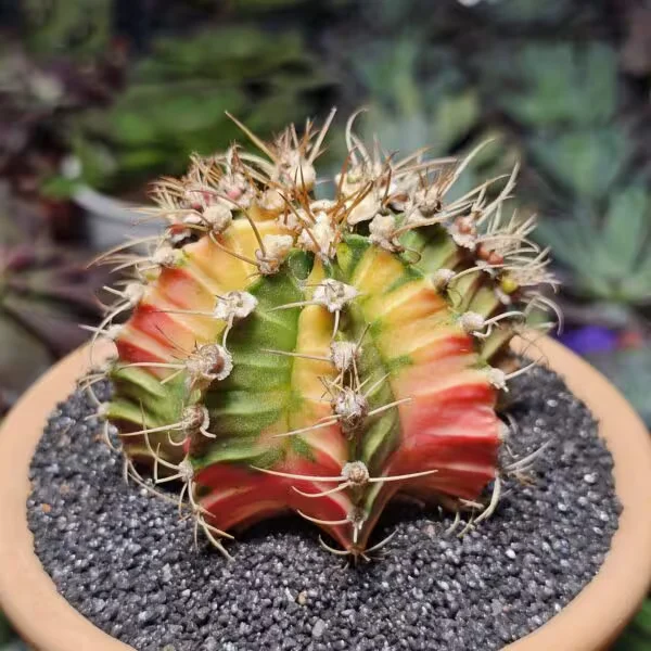 Gymnocalycium 7,5 cm Çap 7 cm Boy Özel Tür Kaktüs