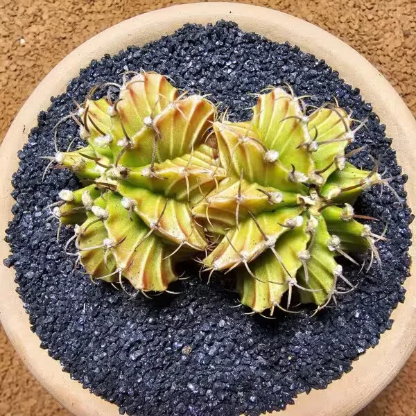 Gymnocalycium Cristat 8 cm Özel Tür Kaktüs