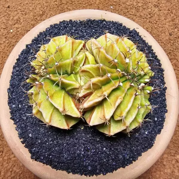 Gymnocalycium Cristat 8 cm Özel Tür Kaktüs