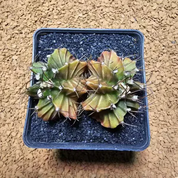 Gymnocalycium Cristat 7 cm Özel Tür Kaktüs