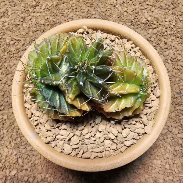 Gymnocalycium Cristat 7 cm Özel Tür Kaktüs