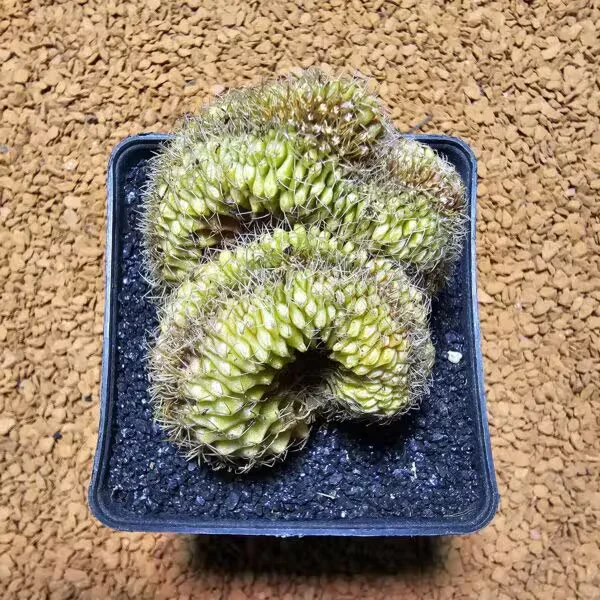 Gymnocalycium Cristat 5 cm Özel Tür Kaktüs