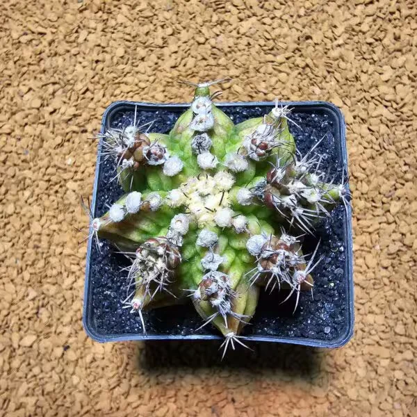 Gymnocalycium Trex 6 cm Özel Tür Kaktüs