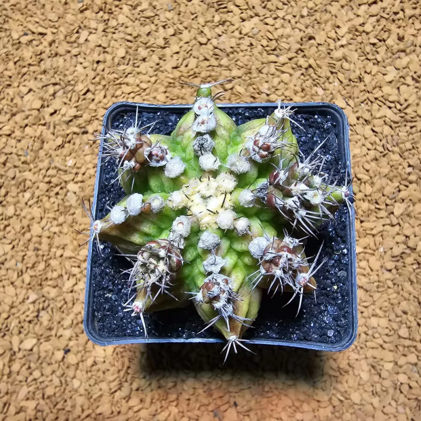 Previous Product Image