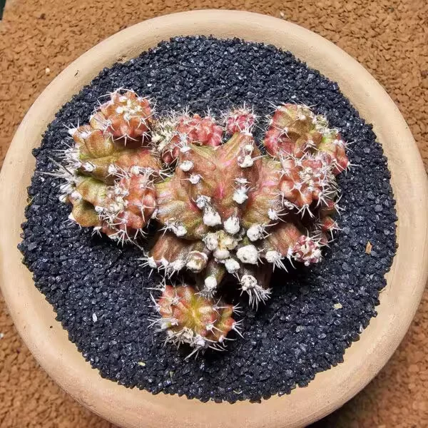 Gymnocalycium Trex 4 cm Bol Yavrulu Özel Tür Kaktüs