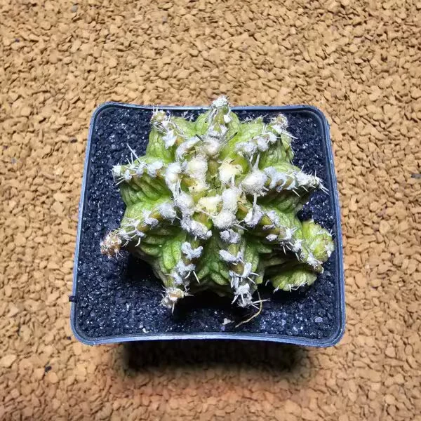 Gymnocalycium Trex 5,5 cm Özel Tür Kaktüs