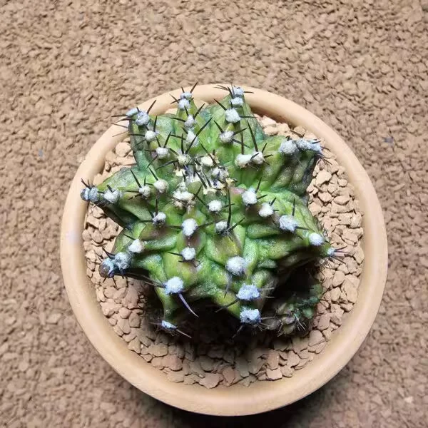 Gymnocalycium Trex 5 cm Özel Tür Kaktüs