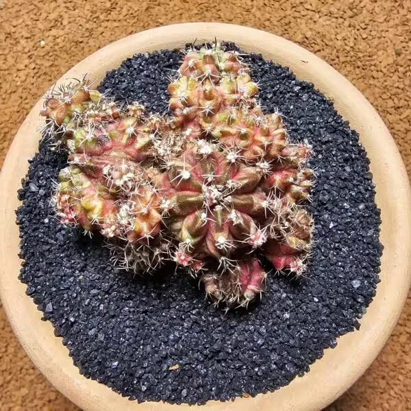 Gymnocalycium Trex 3 cm Bol Yavrulu Özel Tür Kaktüs