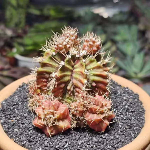 Gymnocalycium Trex 5 cm Özel Tür Kaktüs