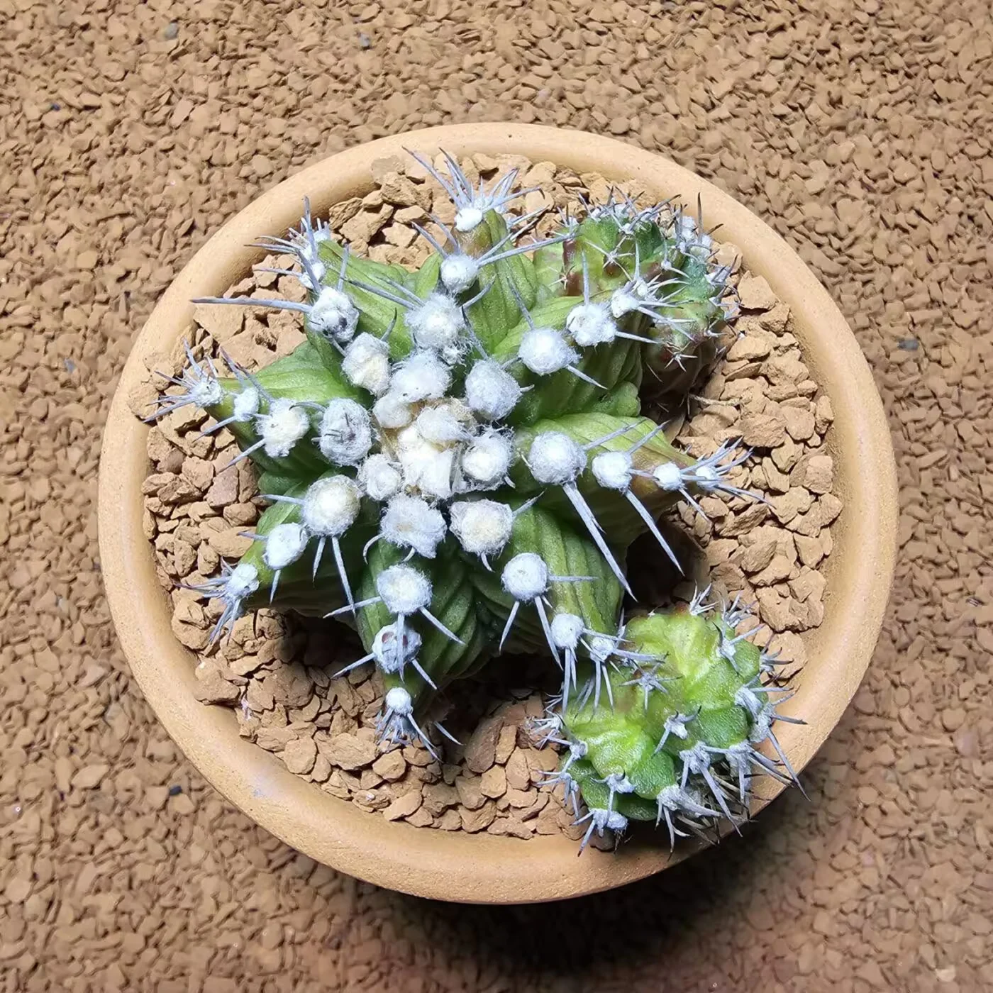 Previous Product Image