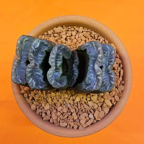 Haworthia Truncata  Özel Tür