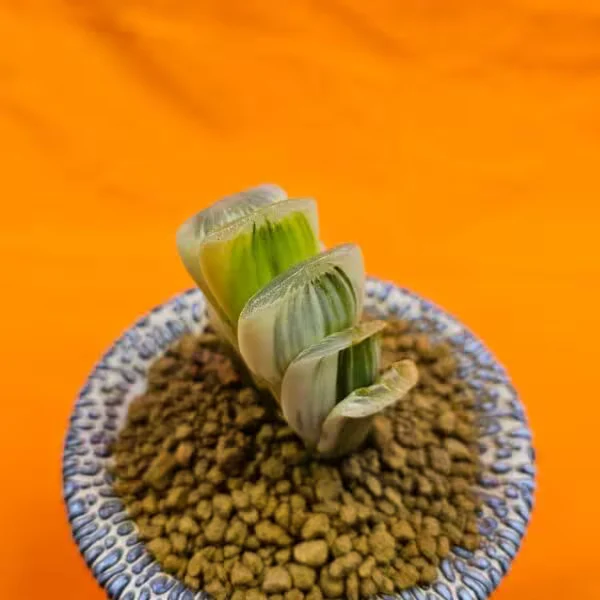 Haworthia Truncata Variegata Özel Tür