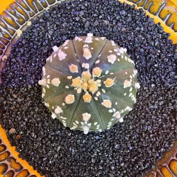 Astrophytum Asterias 4 cm Boyutunda Özel Tür Kaktüs