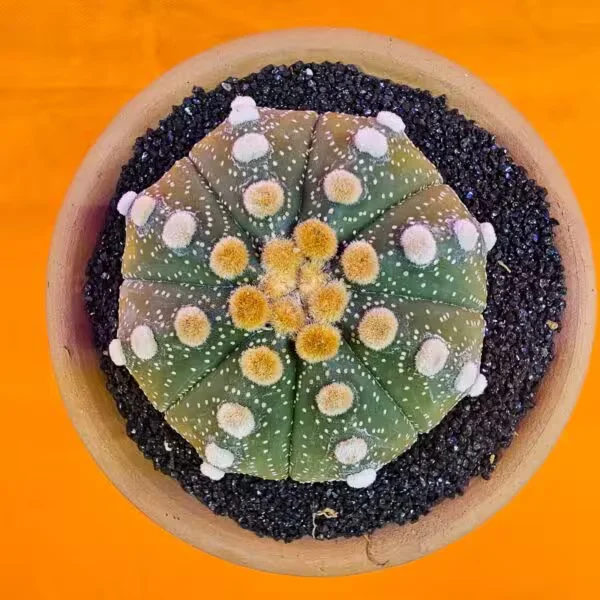 Astrophytum Asterias 7 cm Boyutunda Özel Tür Kaktüs