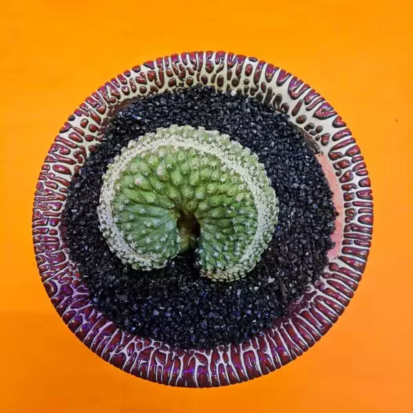 Strombocactus  Özel Tür