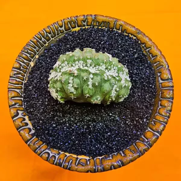 Strombocactus  Özel Tür