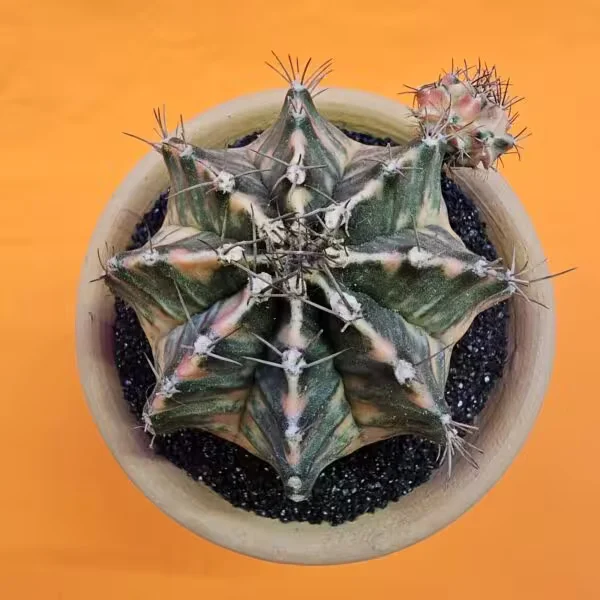 Gymnocalycium Hybrid 8 cm Özel Tür Kaktüs