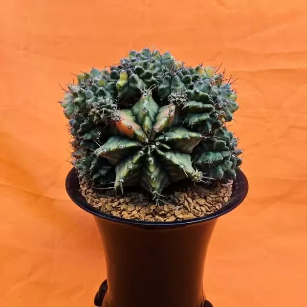 Gymnocalycium Mihanovichii 13 cm Özel Tür Kaktüs