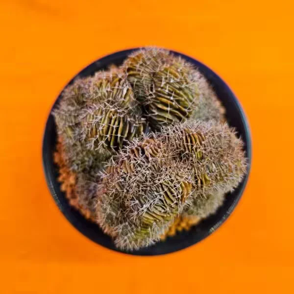 Gymnocalycium Cristat 11 cm Özel Tür Kaktüs