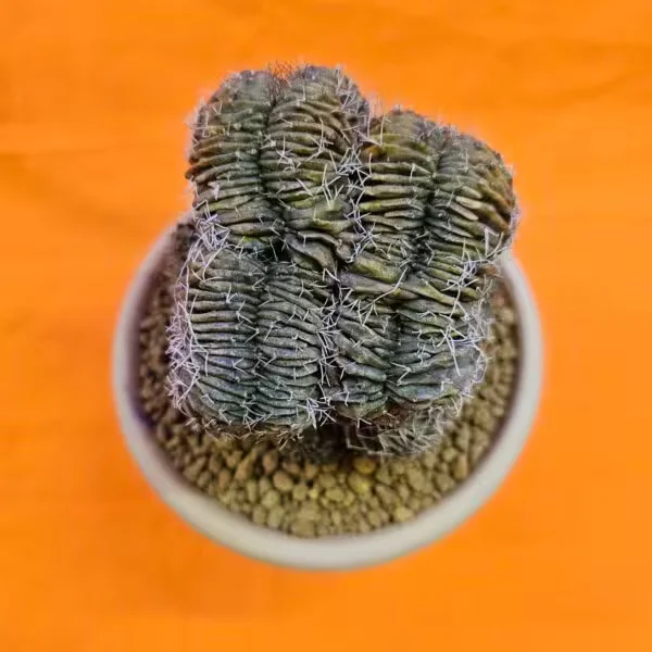 Gymnocalycium Cristat 10 cm Özel Tür Kaktüs