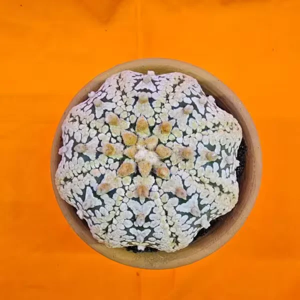Astrophytum Asterias Superkabuto V-Type 9 cm Boyutunda Özel Tür Kaktüs
