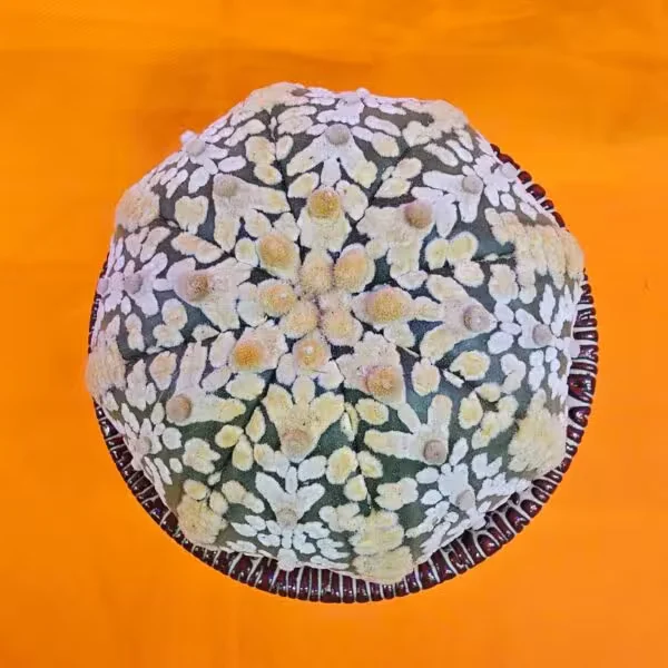 Astrophytum Asterias Superkabuto V-Type 8,5 cm Boyutunda Özel Tür Kaktüs