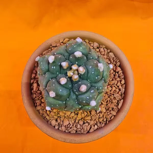 Astrophytum Kikko Turtle 5 cm en 6 cm Boyutunda Özel Tür Kaktüs