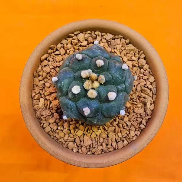 Astrophytum Kikko Turtle 5 cm Boyutunda Özel Tür Kaktüs
