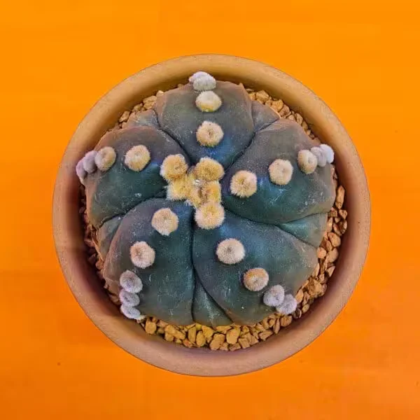 Astrophytum Asterias Ooibo 6 cm  Özel Tür Kaktüs