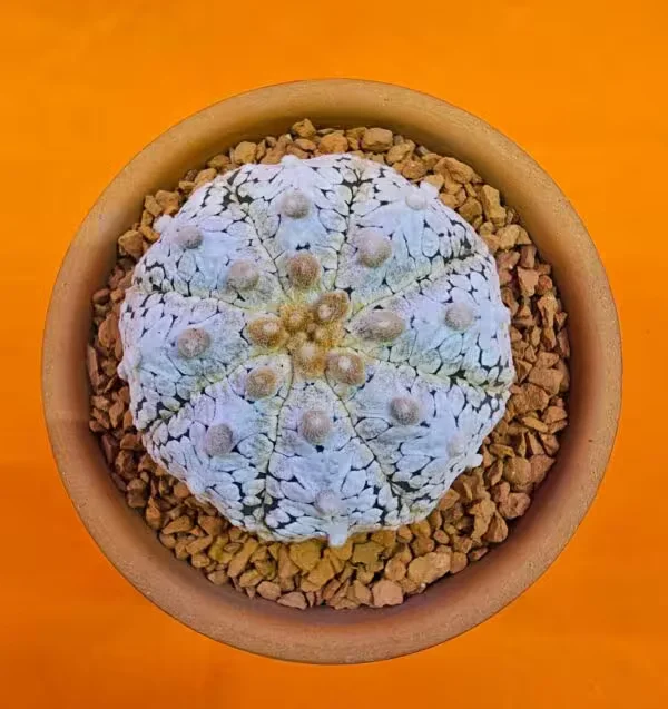 Astrophytum Asterias Snow 5 cm Boyutunda Özel Tür Kaktüs