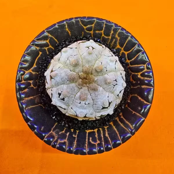 Astrophytum Asterias Snow 4 cm Boyutunda Özel Tür Kaktüs