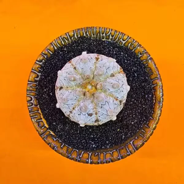 Astrophytum Asterias Snow 4,5 cm Boyutunda Özel Tür Kaktüs
