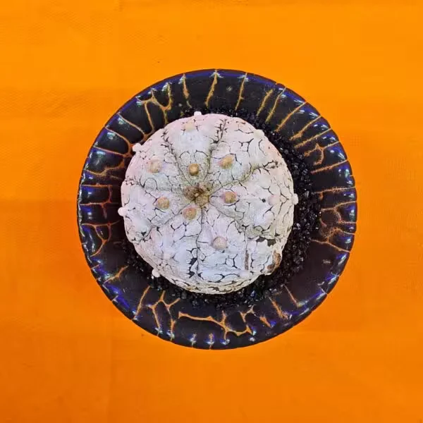 Astrophytum Asterias Snow 4 cm Boyutunda Özel Tür Kaktüs