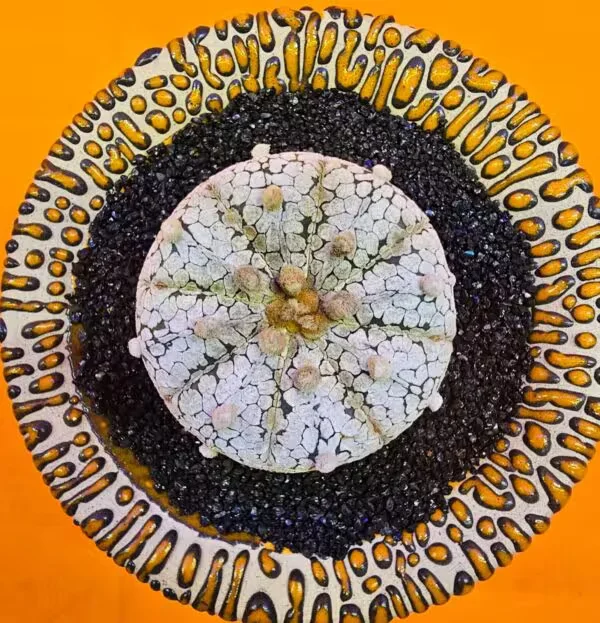 Astrophytum Asterias Snow 4,5 cm Boyutunda Özel Tür Kaktüs
