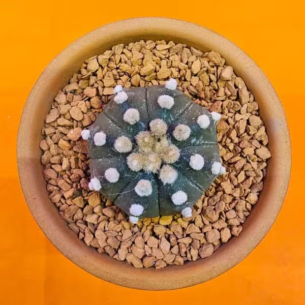 Astrophytum Asterias Ooibo 5 cm  Özel Tür Kaktüs